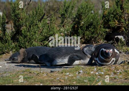 Pinguino magellanico ai loro nidi Cabo Virgenes abbronzarsi al sole o coccolarsi con il loro partner Foto Stock