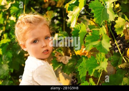 La bambina prende la raccolta delle uve nel periodo estivo al tramonto. Ritratto di una bella bambina bianca di 3 anni bionda curly sceglie l'uva Foto Stock