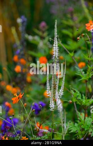 Veronicastrum virginicum,radice di Culver,guglia di fiori bianchi,fiori,fioritura,steli,RM Floral Foto Stock