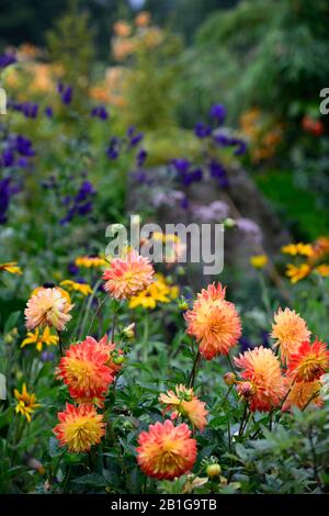 Dahlia,cactus dahlias,semenzale,fiori di color arancio pesca,fiore,fiore,RM floreale Foto Stock