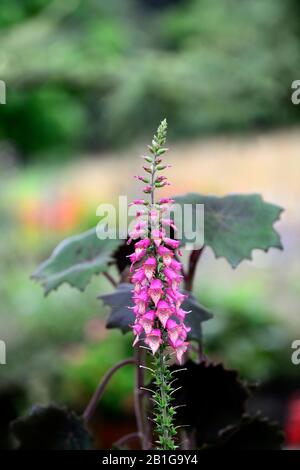 Illuminazione digitalico pink,foxgloves, foxglove, sterili, ibrido,Isoplexis, perenne, fiori, fiori ,RM Floral Foto Stock