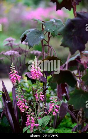 Illuminazione digitalico pink,foxgloves, foxglove, sterili, ibrido,Isoplexis, perenne, fiori, fiori ,RM Floral Foto Stock