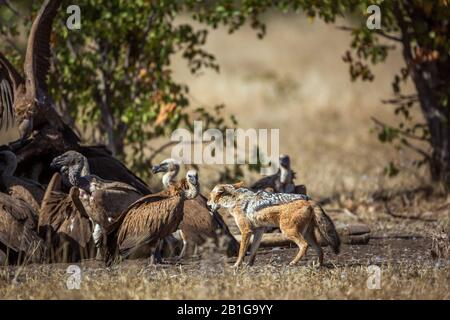 Avvoltoi con dorso nero e avvoltoi bianchi nel Parco Nazionale Kruger, Sud Africa; speciali Canis mesomelas e Gips africanus Foto Stock