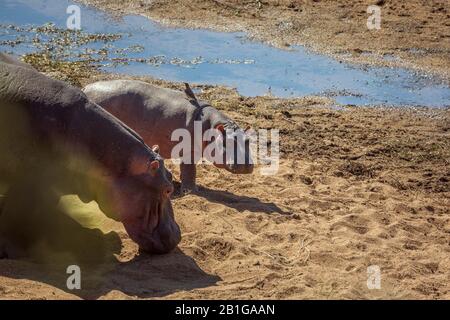 Ippopotamus femmina e giovane su riva del fiume nel Parco Nazionale Kruger, Sud Africa; famiglia di anfibio ippopotamus di Hippopotamidae Foto Stock