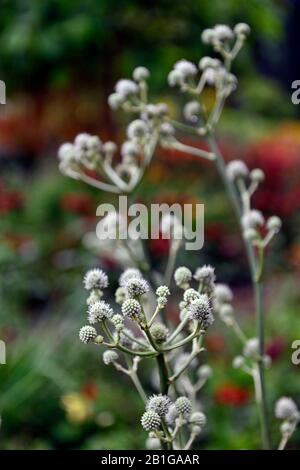 Eryngium yuccifolium,fiori,fioritura,confine misto,istle ornamentale,giardini,RM Floral Foto Stock