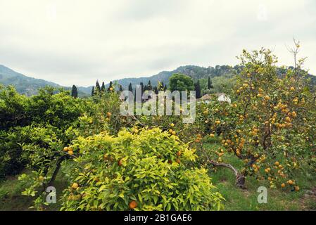 Citrus Garden a Soller nell'isola di Maiorca Green Trees Selective Focus Foto Stock