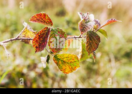 La malattia fungina Phragmidium tuberculatum o ruggine fogliare su una pianta di rose del Regno Unito. Foto Stock