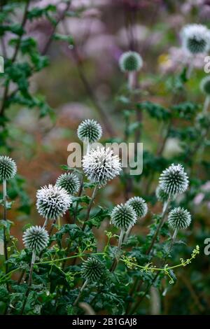 Echinops ritro, thistle globo,fiore,fiori,testa di fiore,blu, perennials,perennials,thistles,RM Floral Foto Stock