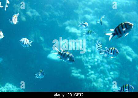 Sergente maggiore Pesce scuola con superficie di acqua in background, subacqueo il mare dei Caraibi Foto Stock