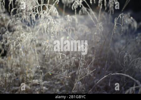 Picchi di erba frosty retroilluminati in selective focus shot. Foto Stock