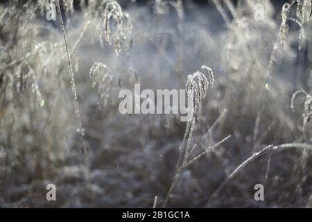 Picchi di erba frosty retroilluminati in selective focus shot. Foto Stock