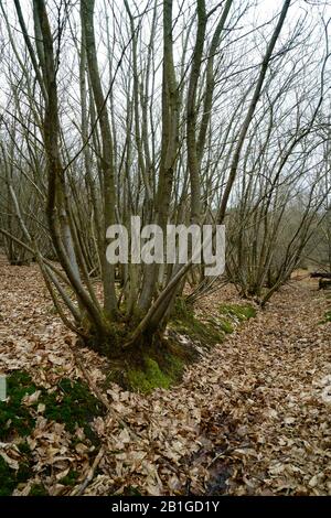 Dolce ceduo di castagno in Sussex UK. Foto Stock