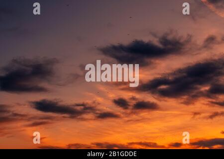 Branco di gabbiani che volano attraverso il colorato cielo del tramonto, silhouette di uccelli contro vividi paesaggi nuvolosi Foto Stock