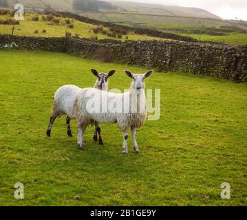 Pecora di lana a Wensleydale Foto Stock