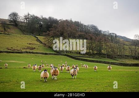 Pecora in un campo a Wensleydale, Yorkshire Dales Foto Stock