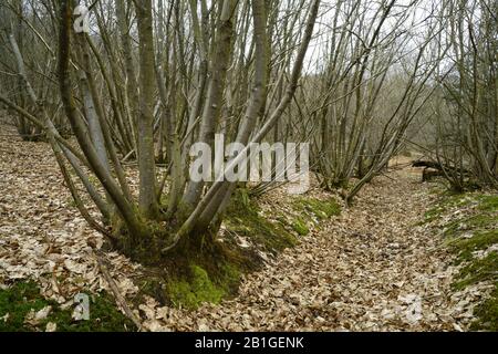 Dolce ceduo di castagno in Sussex. Foto Stock