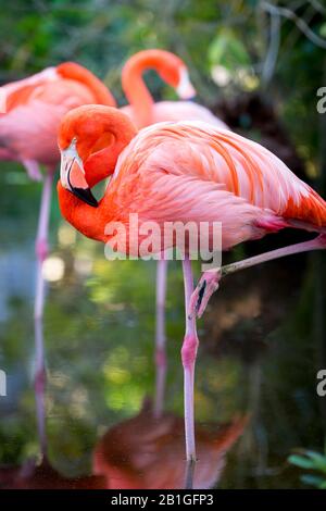 American Flamingo (Phoenicopterus Ruper) in stagno a Everglades Wonder giardino, Bonita Springs, in Florida, Stati Uniti d'America Foto Stock
