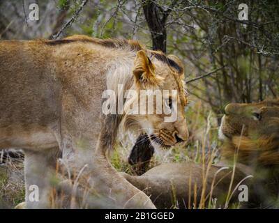 La leonessa orgoglio (Panthera leo) cammina verso il suo compagno nel Kruger Nationalpark mostrandogli il suo amore Foto Stock