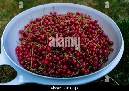 raccolto attuale in giardino in estate Foto Stock