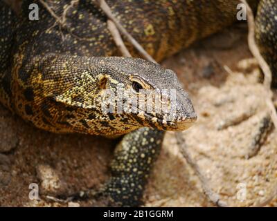 Primo piano di un monitor del Nilo (Varanus niloticus) vicino a un fiume nel Kruger Nationalpark Foto Stock