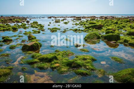 rocce e muschio sul fondo marino a bassa marea sulla costa jurrassic nel sud dell'inghilterra, , spiaggia di charmouth, regno unito Foto Stock