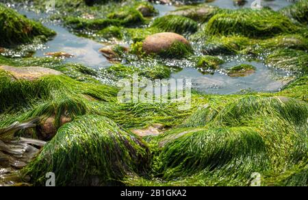 rocce e muschio sul fondo marino a bassa marea sulla costa jurrassic nel sud dell'inghilterra, , spiaggia di charmouth, regno unito Foto Stock