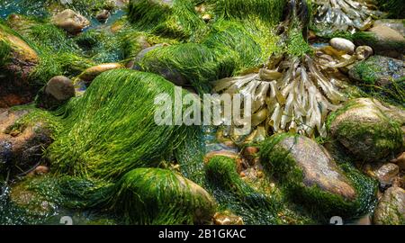 rocce e muschio sul fondo marino a bassa marea sulla costa jurrassic nel sud dell'inghilterra, , spiaggia di charmouth, regno unito Foto Stock