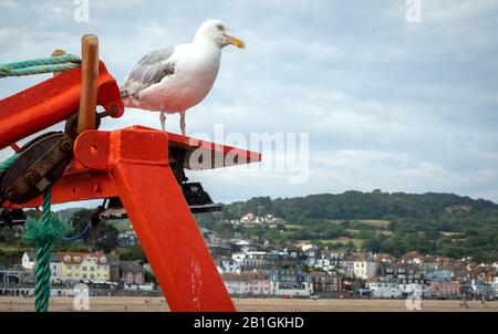 Lone SEAGULL SU UNA LUMINOSA BARCA ROSSA IN CIMA AL PROFONDO MOLO NERO CIRCONDATO dal mare DELL'OCEANO in lyme regis sud inghilterra Foto Stock