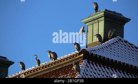 Gregge di aironi grigi (Ardea cinerea) seduto su un edificio storico a Stoccolma. Foto Stock