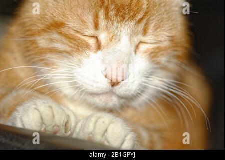 Haus Kater Yujing allein zu Hause, Hannover Foto Stock