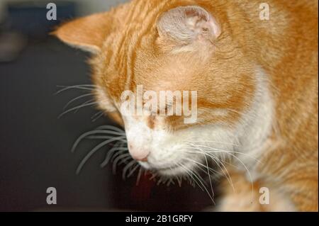 Haus Kater Yujing allein zu Hause, Hannover Foto Stock