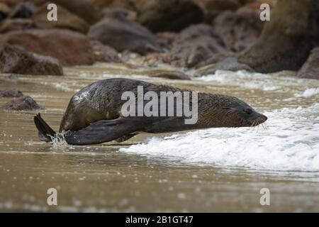 Nuova Zelanda pelliccia sigillo - Arctocephalus forsteri - kekeno sdraiato sulla spiaggia rocciosa nella baia in Nuova Zelanda. Foto Stock