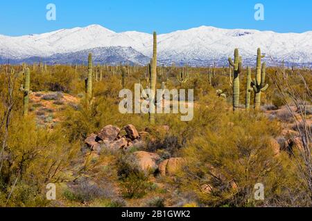 Saguaro cactus (Carnegiea gigantea, Cereus giganteus), molti saguaros di fronte alla catena montuosa innevata in primavera, USA, Arizona, Sonorawueste, Phoenix Foto Stock