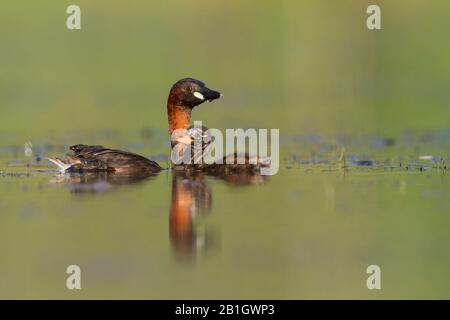 Piccolo grebe (Podiceps ruficollis, Tachybaptus ruficollis), adulto con pulcino, Germania Foto Stock