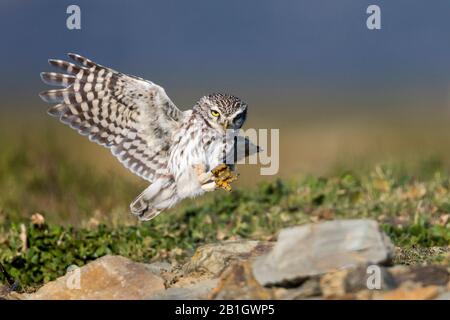 West European Little Owl (Athene noctua vidalii, Athene vidalii), uomo in volo, Spagna Foto Stock