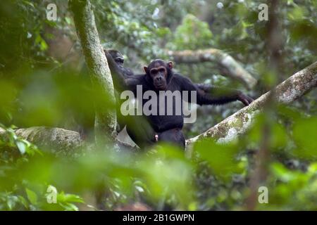 Scimpanzé comune (Pan troglodytes), maschio seduto su un ramo di un albero, vista frontale, Uganda Foto Stock