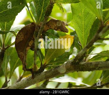 Gecko (Uroplatus henkeli), a coda di foglia di Henkel, seduto su un ramo tra le foglie, Seitenansicht, Madagascar Foto Stock