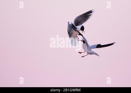 Gabbiano piccolo (Hydrocoloeus minutus, Larus minutus), due gabbiani volanti che combattono alla luce del mattino, Russia, Tscheljabinsk Foto Stock