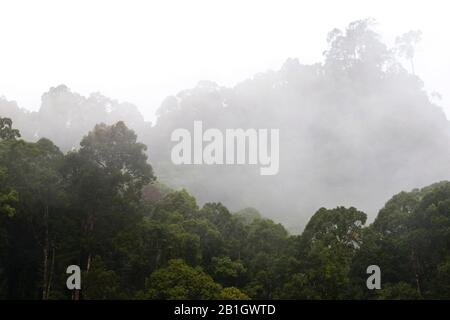 Foresta pluviale tropicale nella Danum Valley, Malesia, Borneo Foto Stock