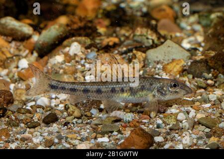Pistone (Gobbio gobio), nuoto su terra di ghiaia, vista laterale, Germania Foto Stock