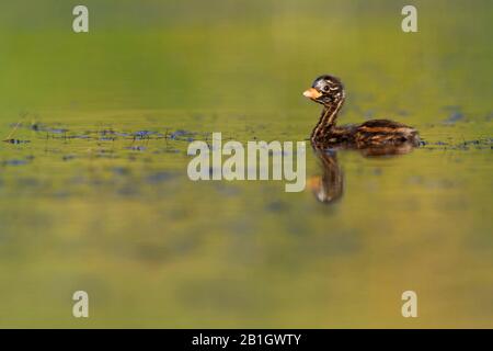 Piccolo grebe (Podiceps ruficollis, Tachybaptus ruficollis), cazzo da nuoto, Germania Foto Stock