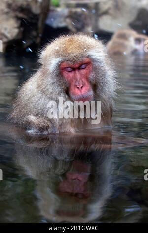 Macaque giapponese, scimmia neve (Macaca fuscata), spianatura in una sorgente calda, ritratto, Giappone Foto Stock