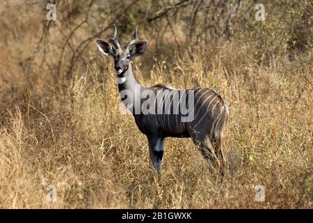 Kudu minore (Tragelaphus imberbis), maschio in piedi in secca scrub, Africa Foto Stock