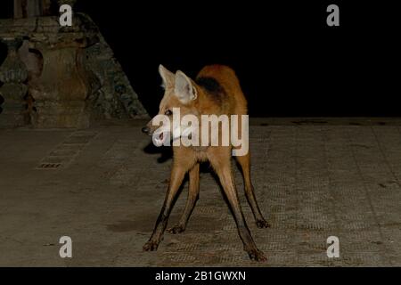 Lupo maned (Chrysocion brachyurus), in piedi su un perron al buio, Brasile, Santuario di Caraca Foto Stock