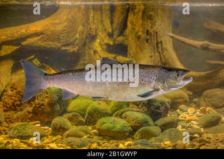 Salmone Atlantico, ouaniche, salmone Atlantico lago, salmone senza sbocco sul mare, salmone Sebago (Salmo salar), nuoto, Norvegia, Bjerkreimselva, Egersund Foto Stock