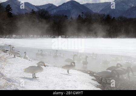 Whooper Swan (Cygnus cygnus), gemiti su Kussharo Lake, Giappone, Hokkaido, Kussharo Lake Foto Stock