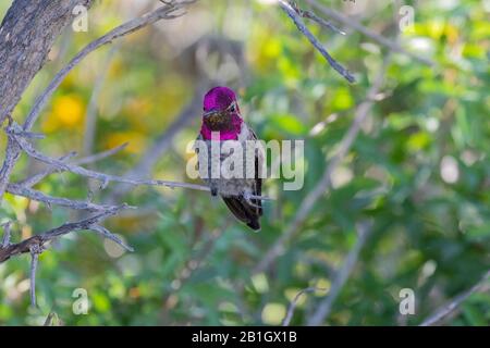 Anna's hummingbird (Calypte anna), uomo che perching su un belvedere, vista frontale, Stati Uniti, California, Crystal Cove state Park Foto Stock