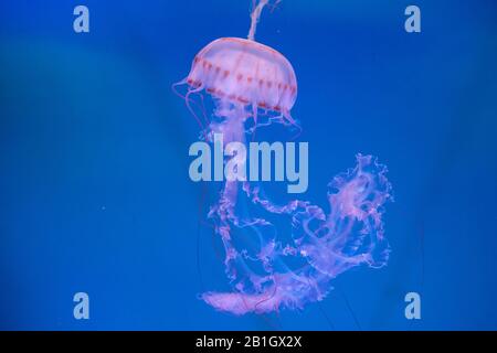 Viola Striped Jellyfish (Chrysaora colorata), nuoto, vista laterale, Stati Uniti, California Foto Stock