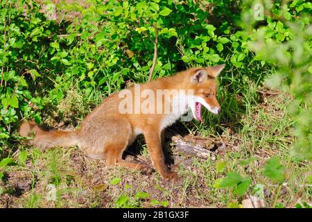 Volpe rosse (Vulpes vulpes), volpe che sbava in un prato, vista laterale, Paesi Bassi, Paesi Bassi del Nord Foto Stock