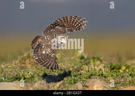 West European Little Owl (Athene noctua vidalii, Athene vidalii), uomo in volo, Spagna Foto Stock